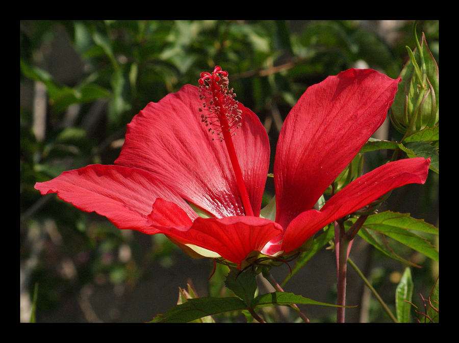 Flowers Still Life Photograph - Hibiscus My Valentine by M Three Photos