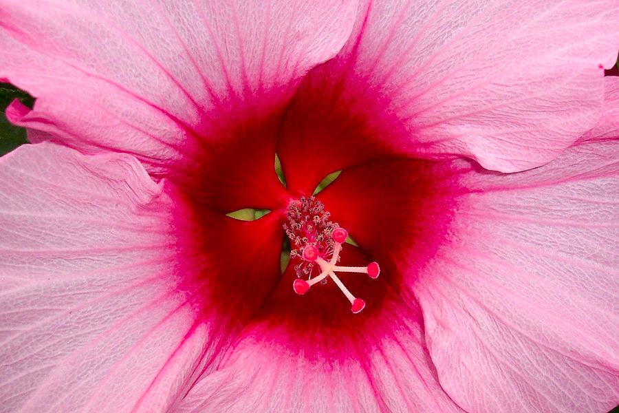 Hibiscus Photograph by Nadine Lewis - Fine Art America