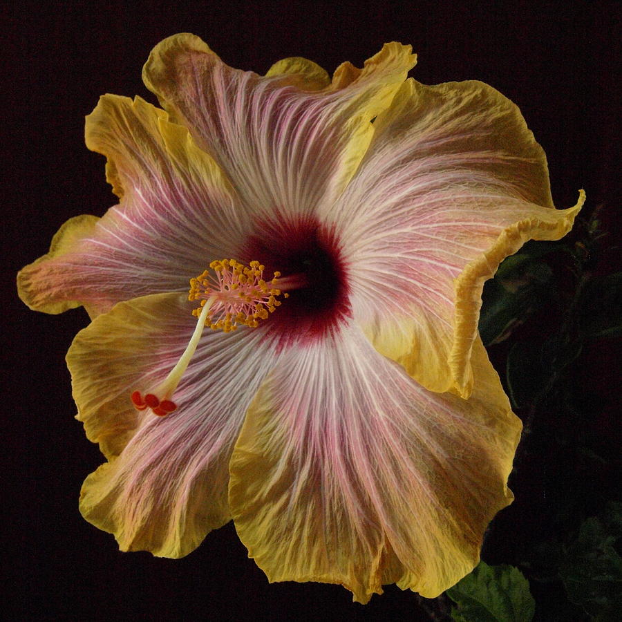Hibiscus New Photograph by Jeffrey Peterson