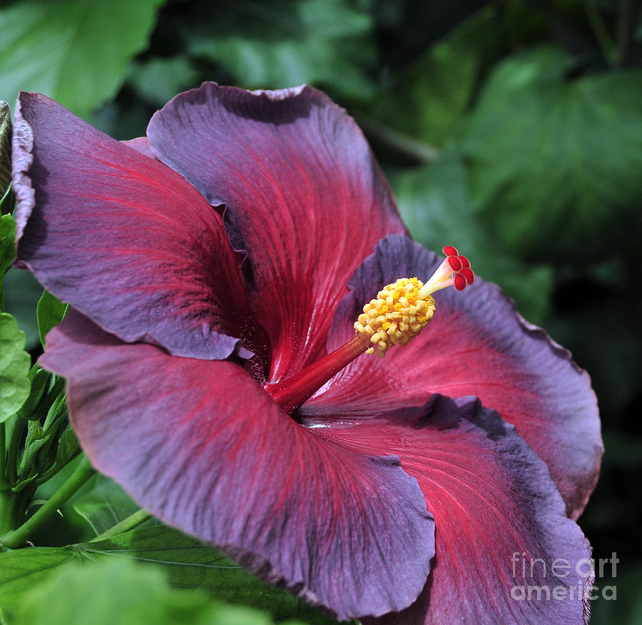 Hibiscus Night Fire Photograph by Terri Winkler - Fine Art America