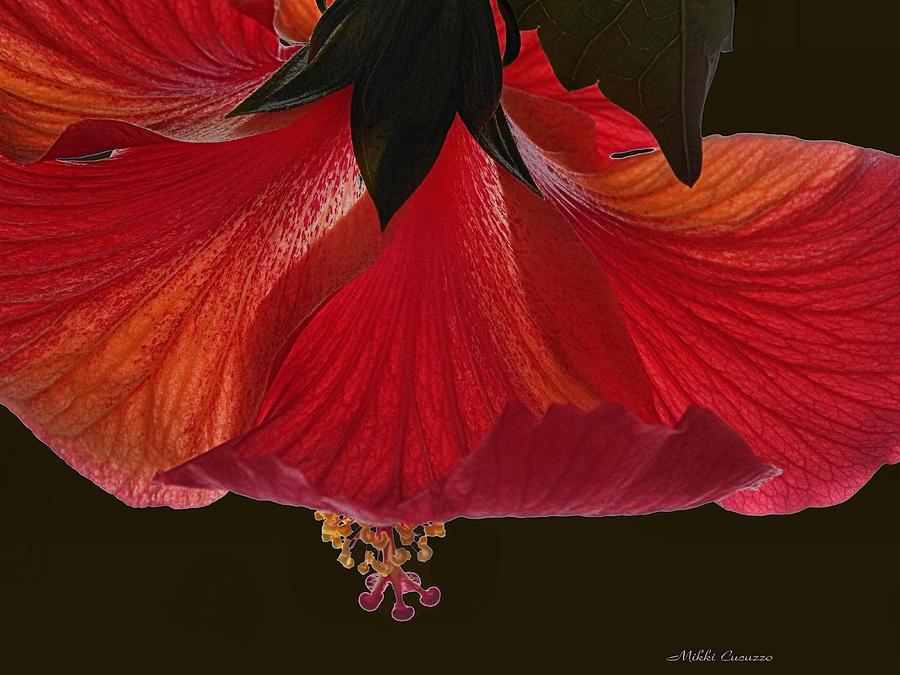 Hibiscus on black Photograph by Mikki Cucuzzo