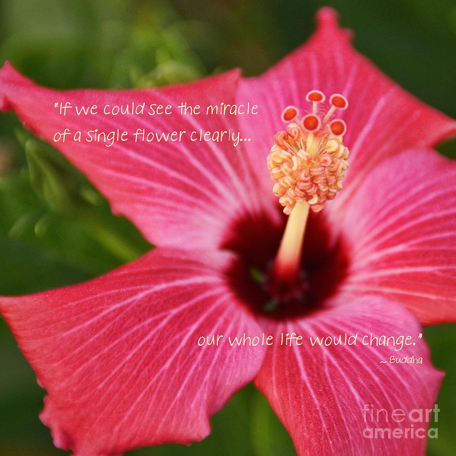 Nature Photograph - Hibiscus by Peggy Hughes