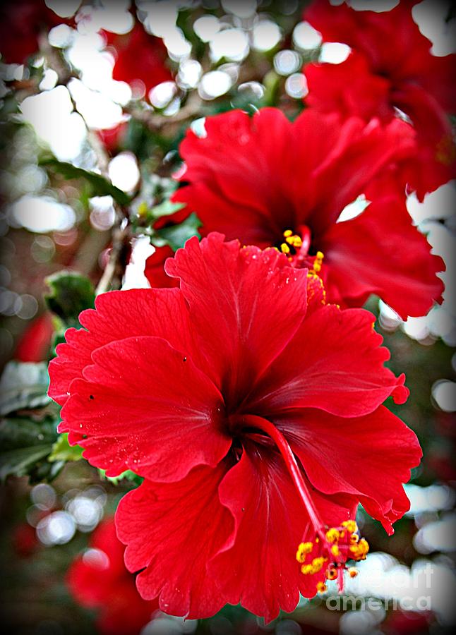 Hibiscus Perspective Photograph by Clare Bevan