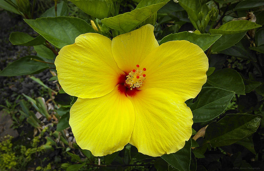 Hibiscus Photograph by Phil Abrams - Fine Art America