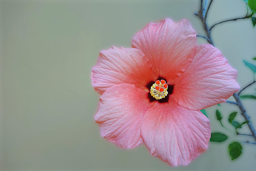 Hibiscus Pink Painting by Charles Stuart