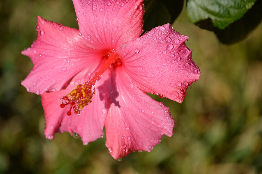 Hibiscus Pink Photograph