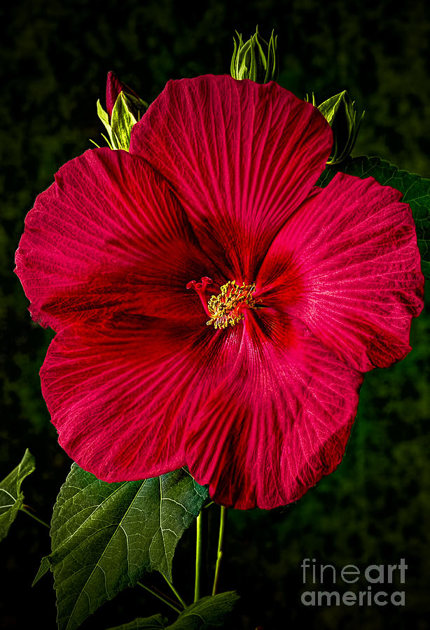 Hibiscus Portrait Photograph by Dave Bosse