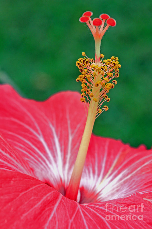 Hibiscus Profile Photograph by Larry Nieland