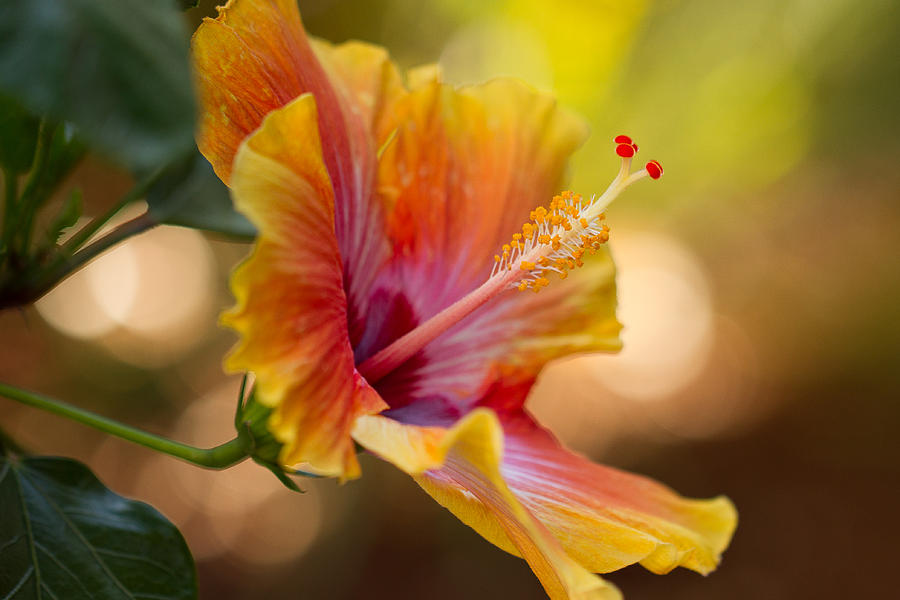 Hibiscus Photograph by Randy Wood