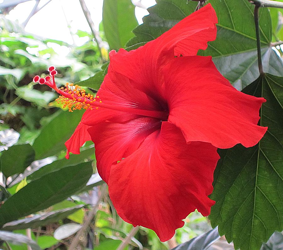Hibiscus Red Photograph by MTBobbins Photography