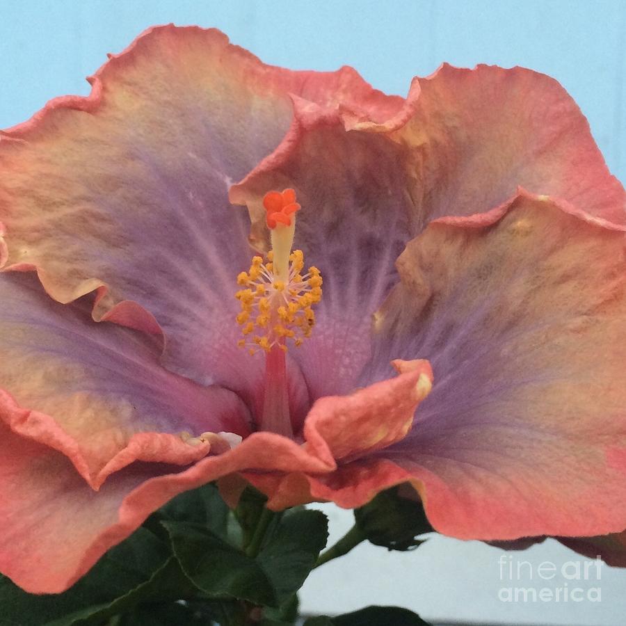 Hibiscus Photograph by Robin Pedrero