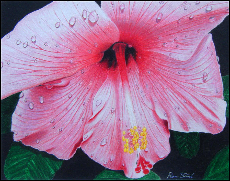How to Draw a Hibiscus : Step by Step for Beginners - JeyRam Drawing  Tutorials