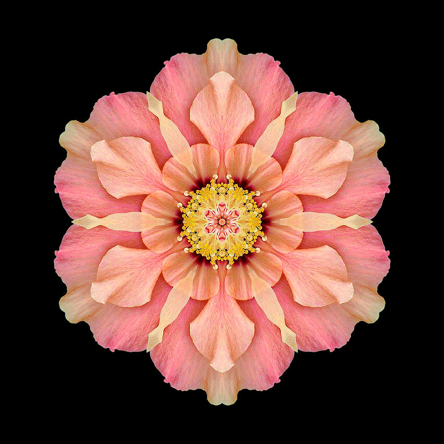 Hibiscus Rosa-sinensis I Flower Mandala Photograph by David J Bookbinder