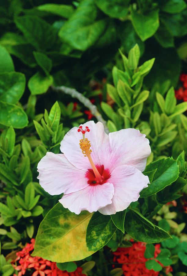 Hibiscus Rosa-sinensis Photograph by Tony Wood/science Photo Library