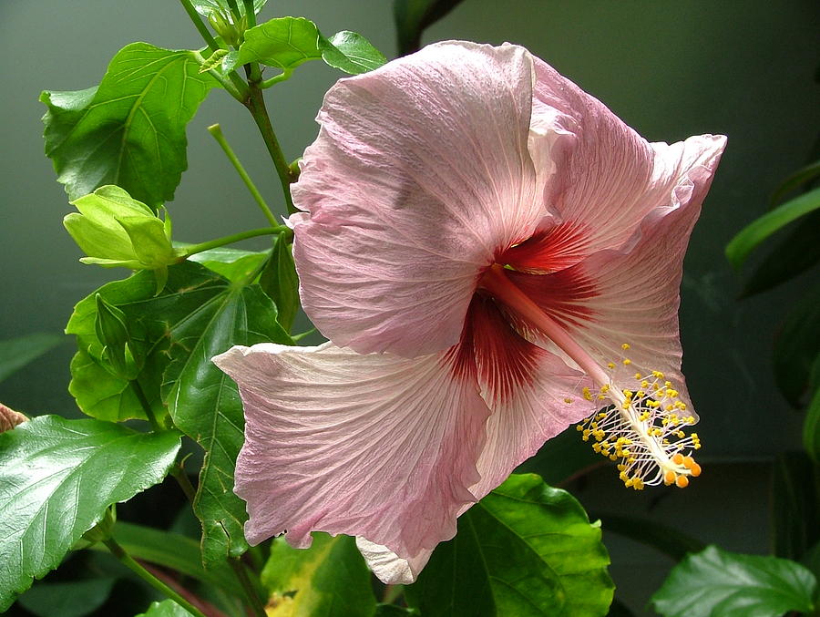 Hibiscus Rose Photograph by Mindy Newman