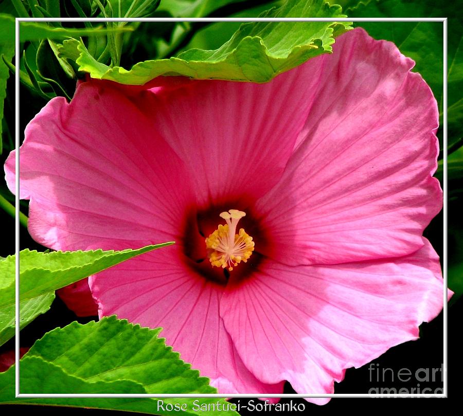 Hibiscus Rose Of Sharon Flower Photograph