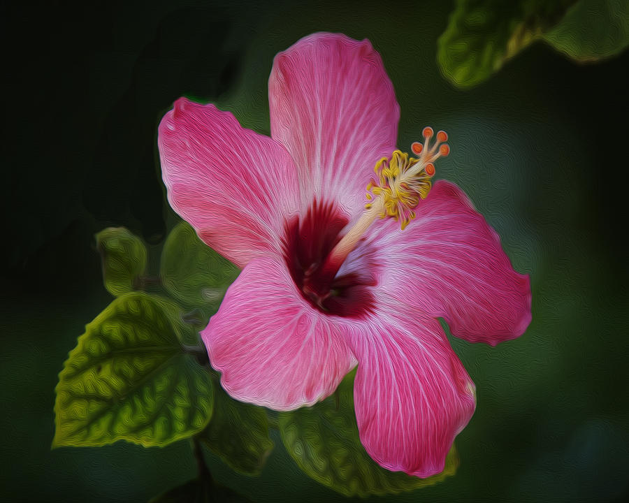 Flowers Still Life Photograph - Hibiscus by Scott Mullin
