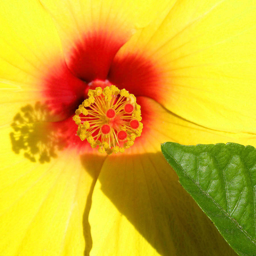 Flower Photograph - Hibiscus Shadows by Jean Hall