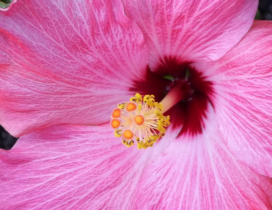 Flower Photograph - Hibiscus by Shelby Edelman