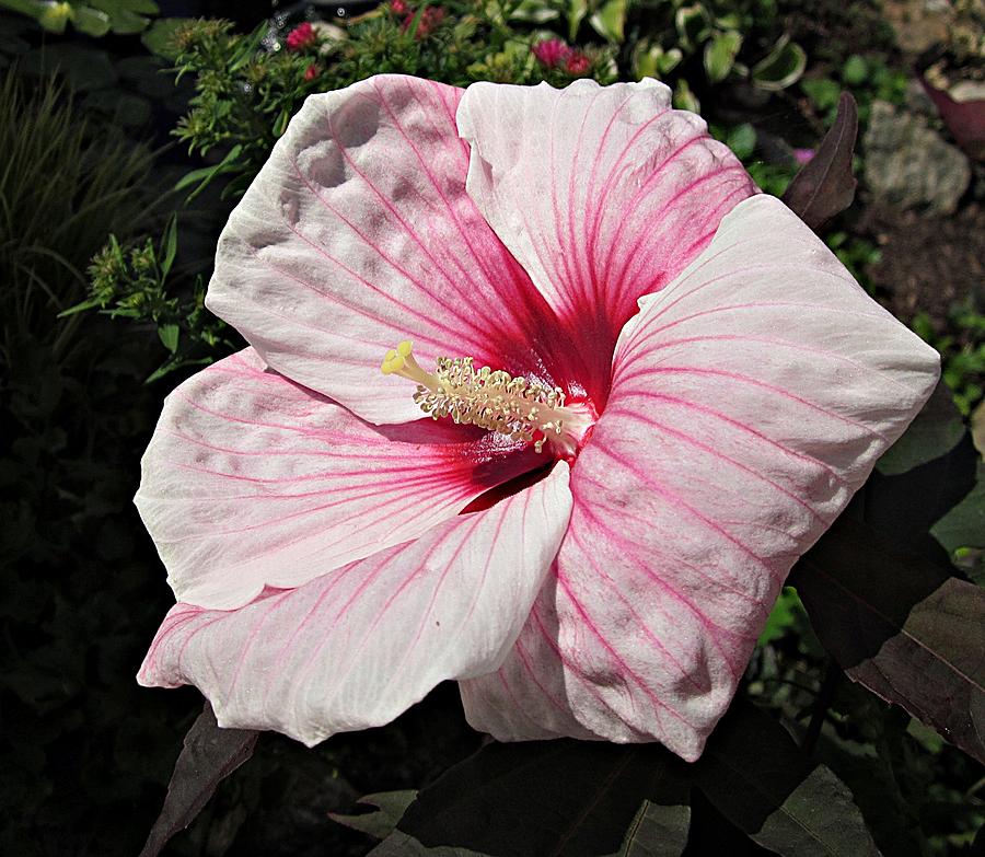 Hibiscus Side Photograph by MTBobbins Photography
