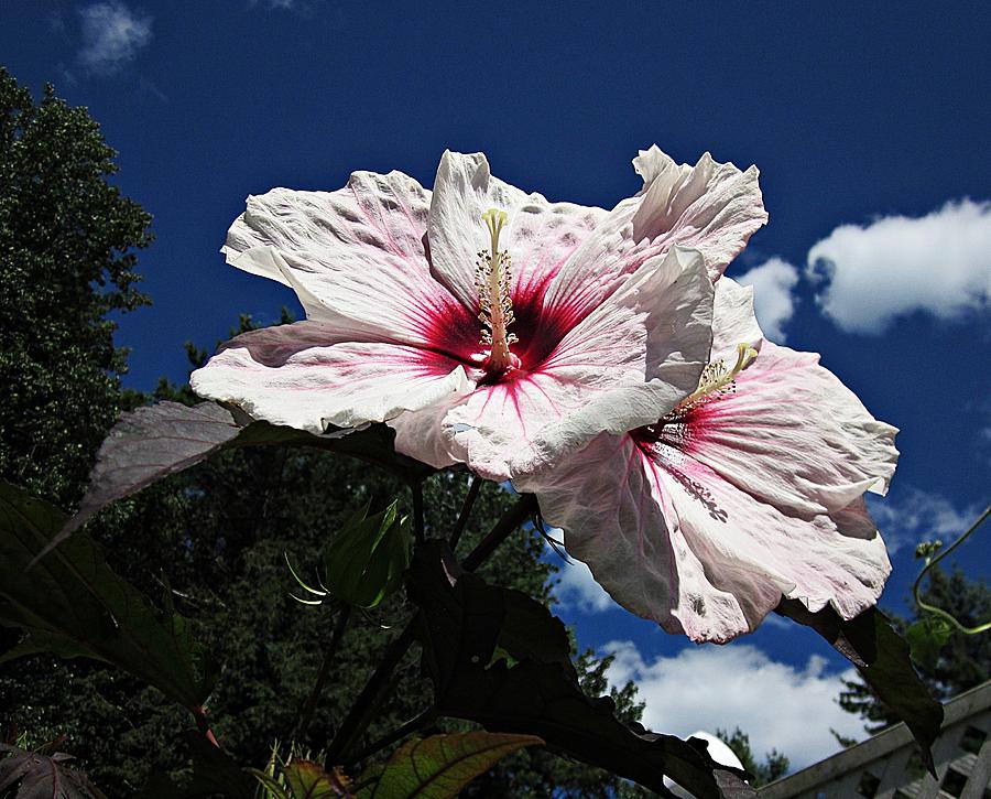 Hibiscus Sky Photograph by MTBobbins Photography