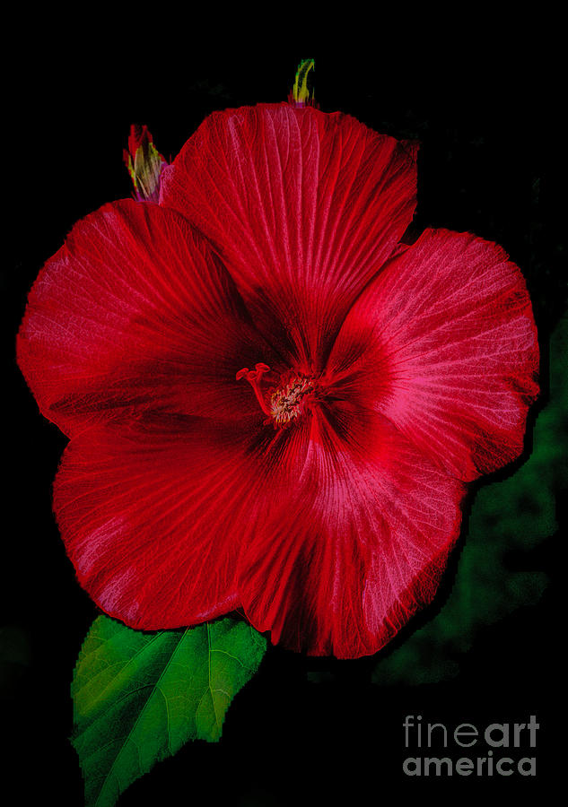 Hibiscus  Softly  Photograph by Dave Bosse