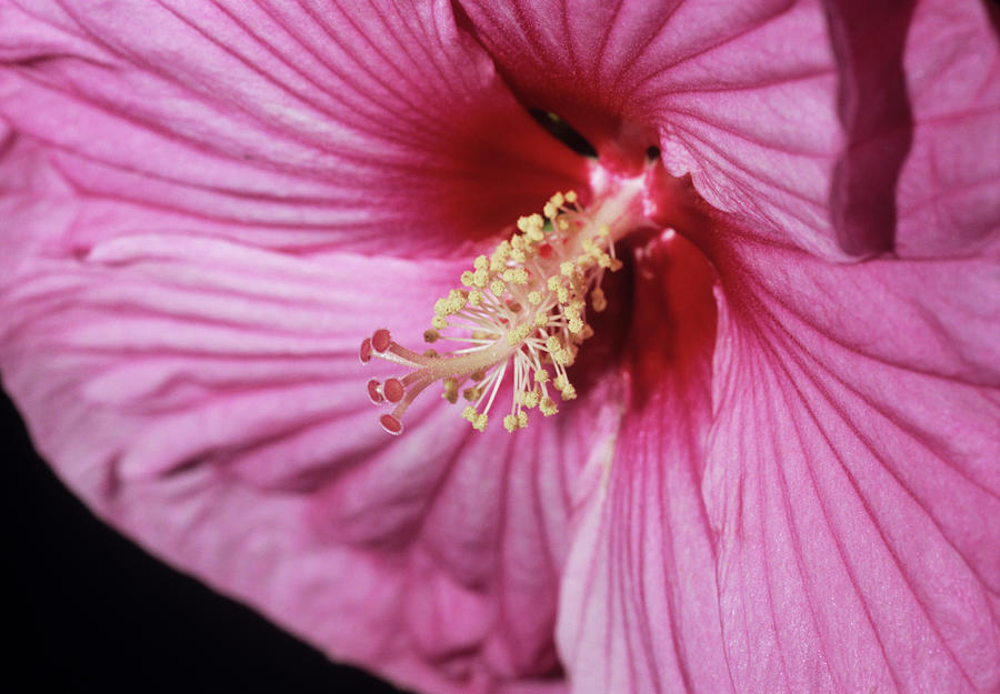 Hibiscus southern Bell Flower Photograph by Brian Gadsby/science Photo Library