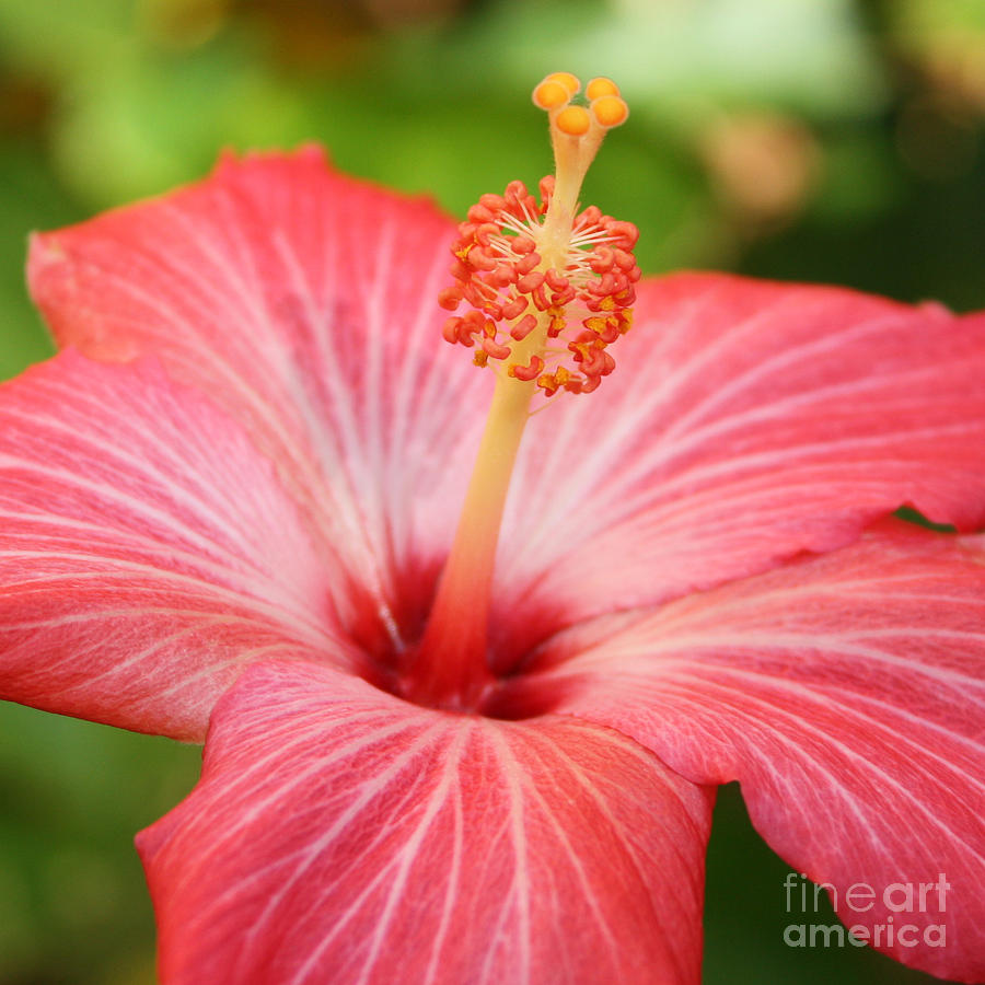 Flower Photograph - Hibiscus - Square by Carol Groenen
