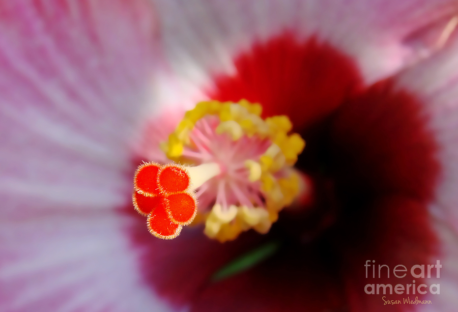 Mothers Day Photograph - Hibiscus Stigma Pads by Susan Wiedmann