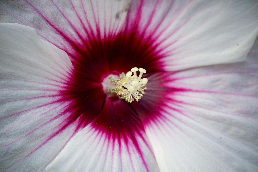 Hibiscus Photograph by Susan Jensen