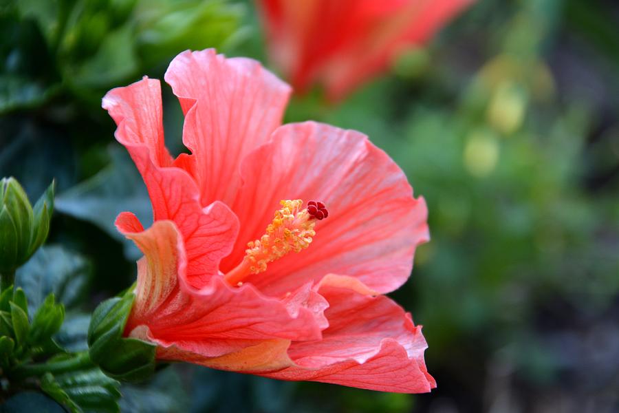 Hibiscus summer Photograph by Linda Bailey