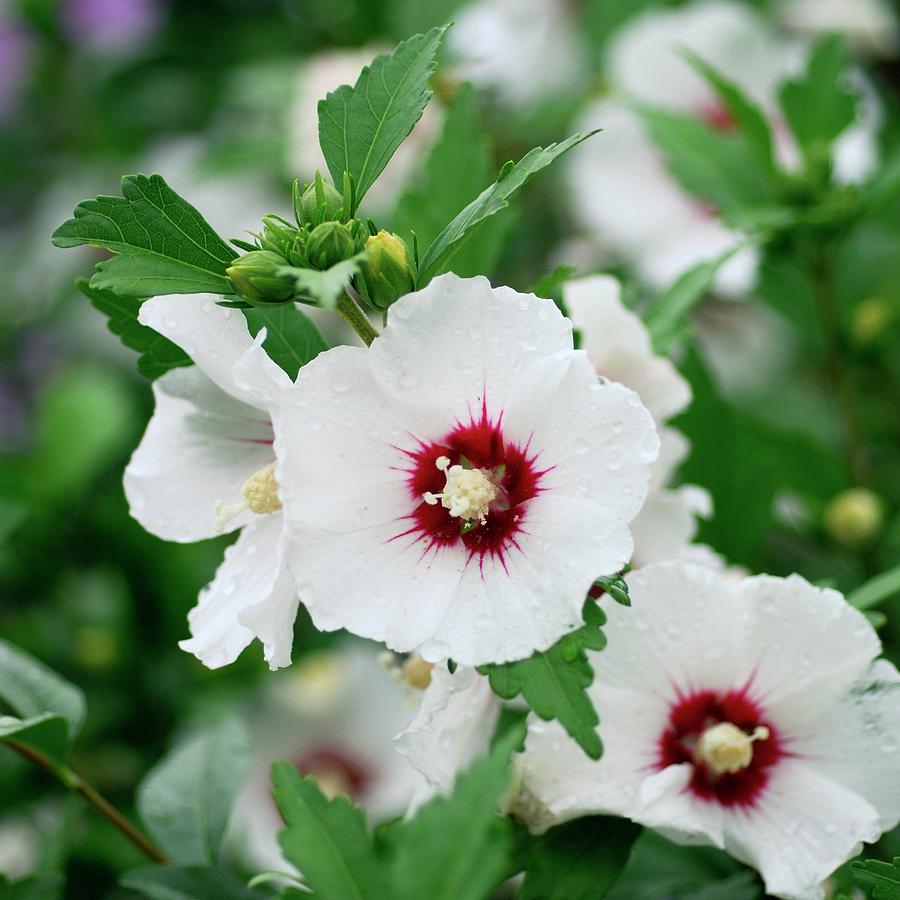 Image of Hibiscus syriacus red heart close up