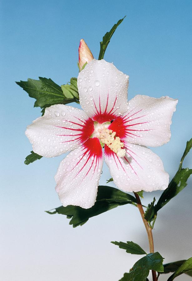Nature Photograph - Hibiscus Syriacus red Heart Flower by Brian Gadsby/science Photo Library