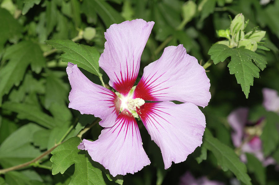 Hibiscus Syriacus 'rosalbanne' Photograph by Brian Gadsby/science Photo ...