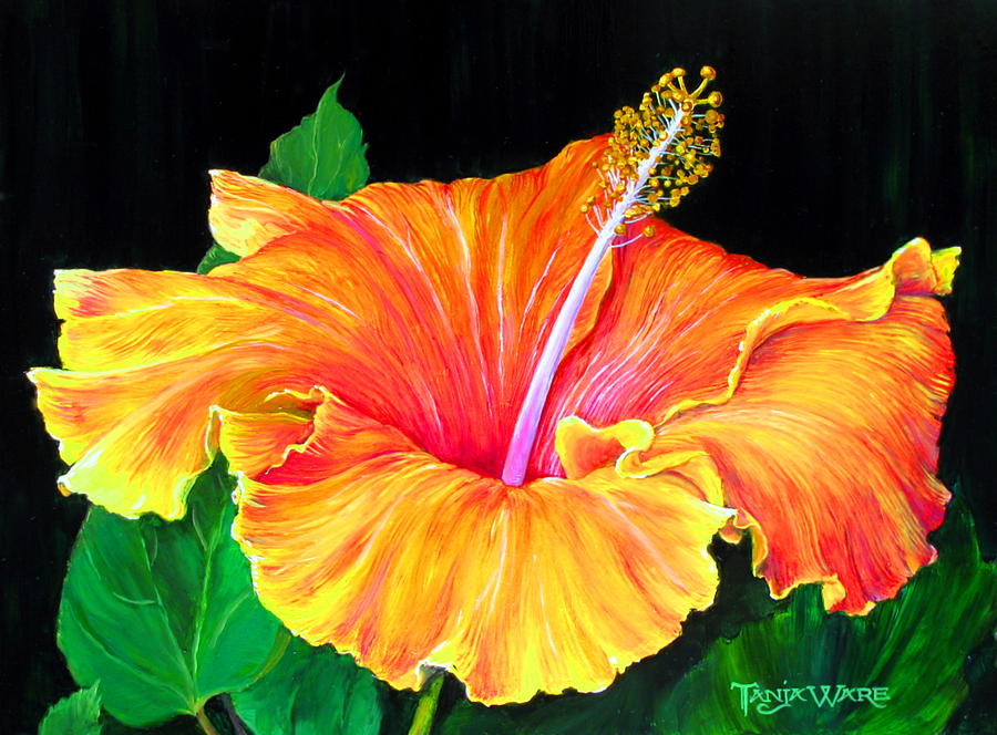 Hibiscus Painting by Tanja Ware - Fine Art America