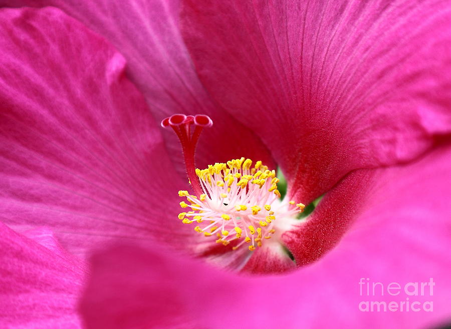 Hibiscus Photograph by Theresa Ramos-DuVon