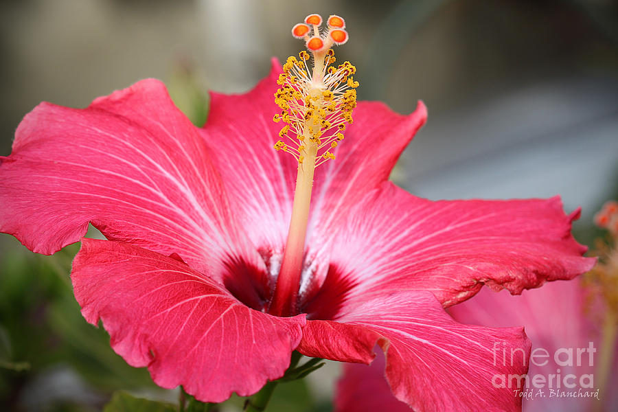 Hibiscus Photograph by Todd Blanchard
