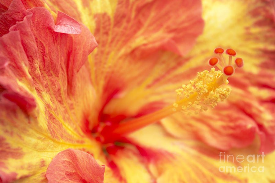 Hibiscus Photograph by Tony Cordoza