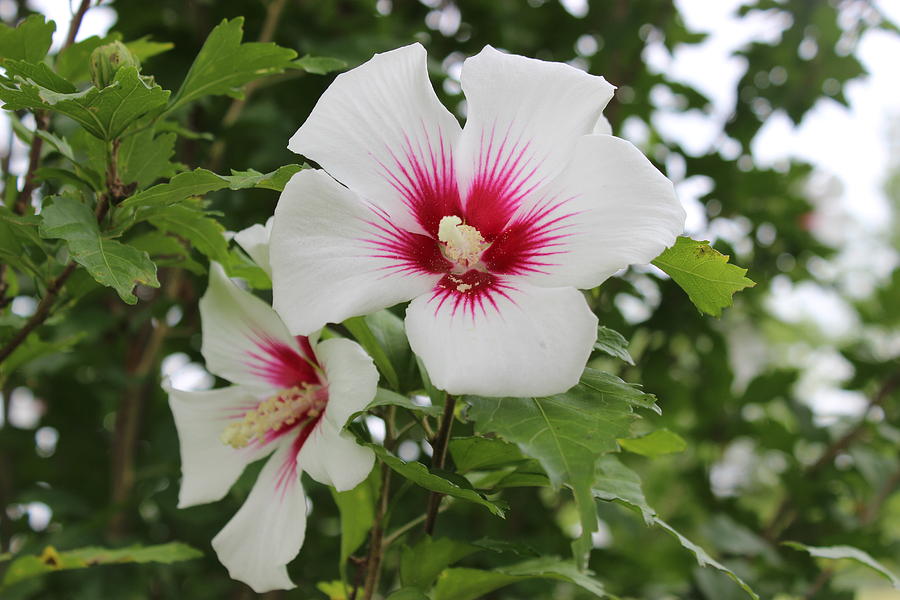 Hibiscus Two Painting by Tina Huffman | Fine Art America