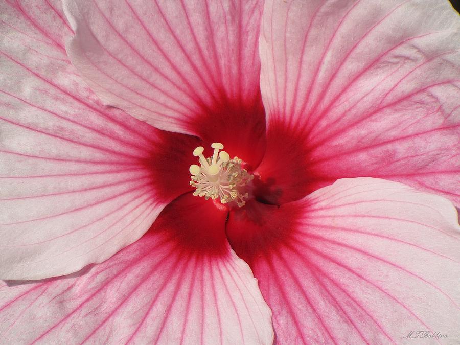 Hibiscus up Close Photograph by MTBobbins Photography