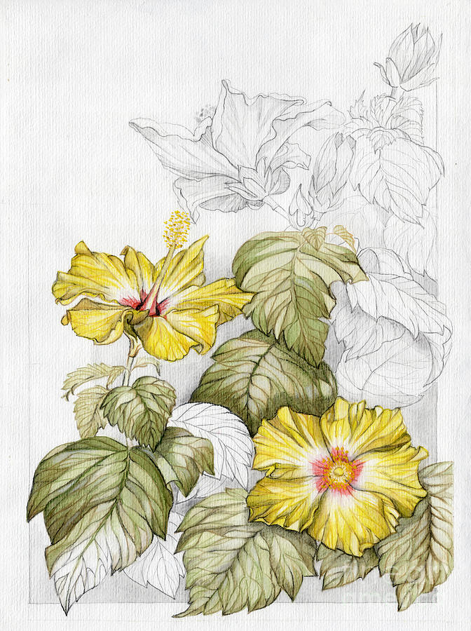Hibiscus Watercolor Pencil Study Painting by Elena Daniel Yakubovich