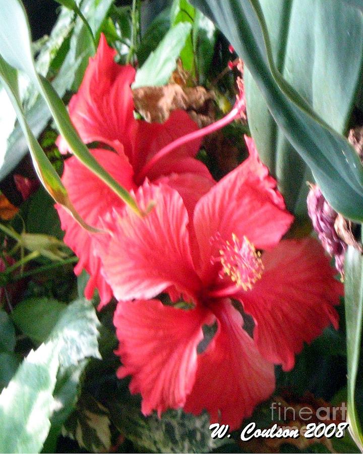 Hibiscus Photograph by Wendy Coulson