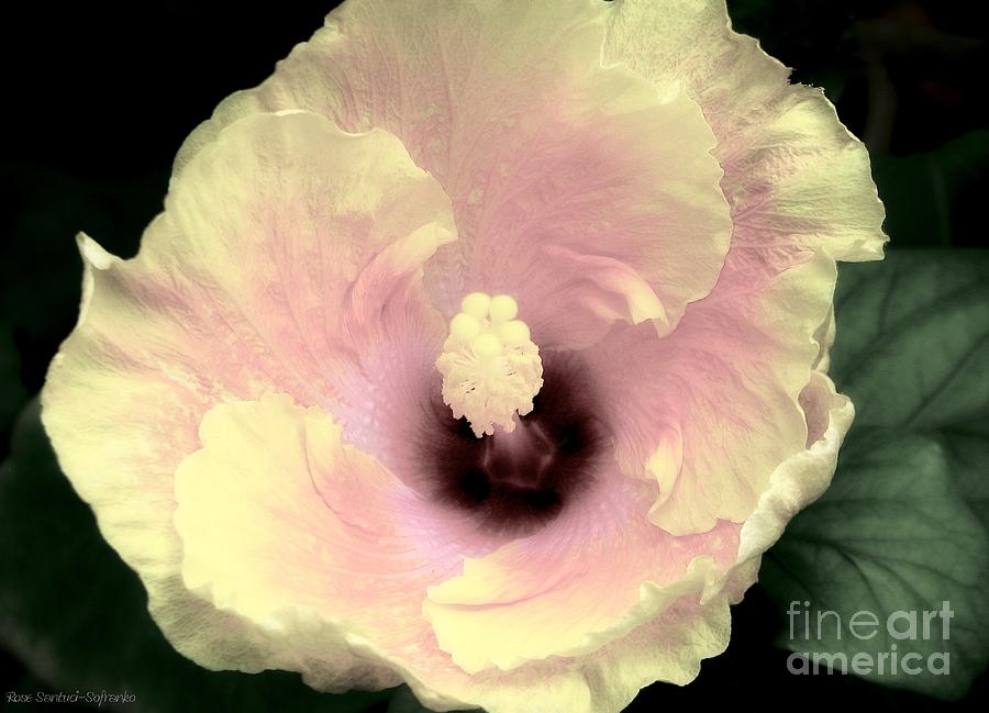 Hibiscus with Glow Effect Photograph by Rose Santuci-Sofranko