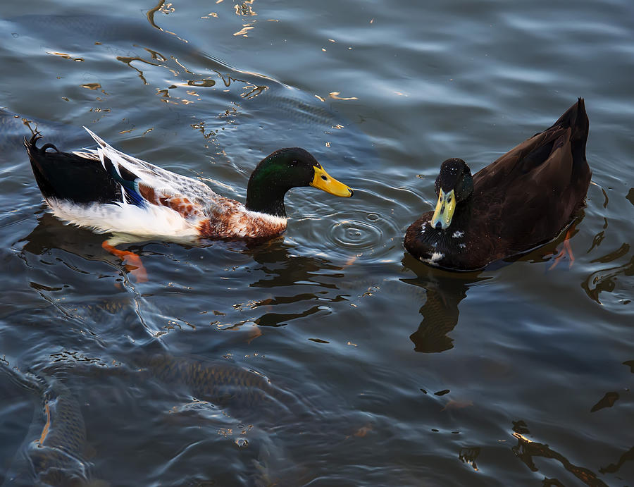 Hibred Ducks swimming in Beech Fork lake Photograph by Flees Photos