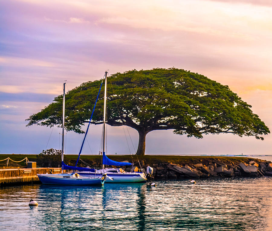 Tree Photograph - Hickam Harbor View by Lisa Cortez
