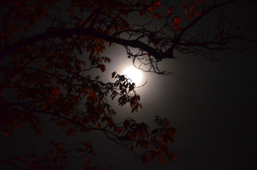 Hickory By Moonlight Photograph by Maria Urso