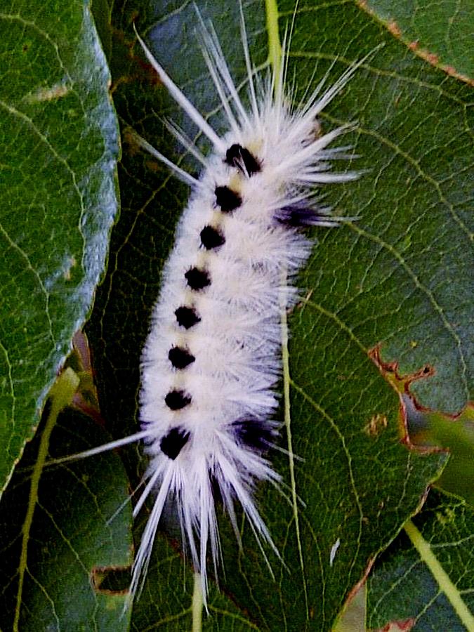 Hickory Tussock Caterpillar Photograph by Sharon Duguay