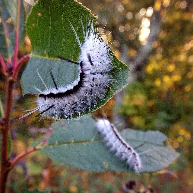 Fuzzy Photograph - Hickory Tussock Moth Caterpillar by Craig Szymanski