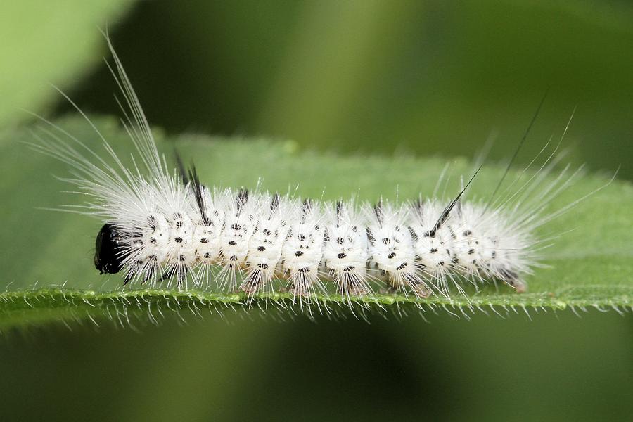 Hickory Tussock Moth Caterpillar Photograph by Doris Potter