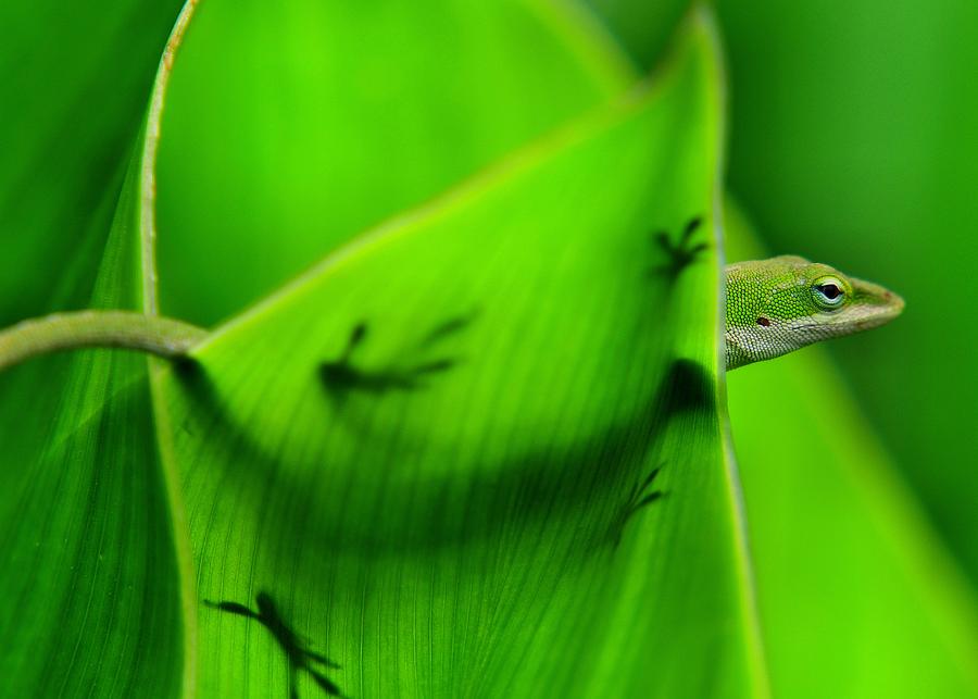 Nature Photograph - Hidden Anole by Dennis Stewart